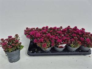 Afbeelding van Sedum P12 Spot on rose